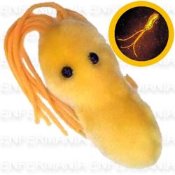Peluches Helicobacter a 8,95 euros –
